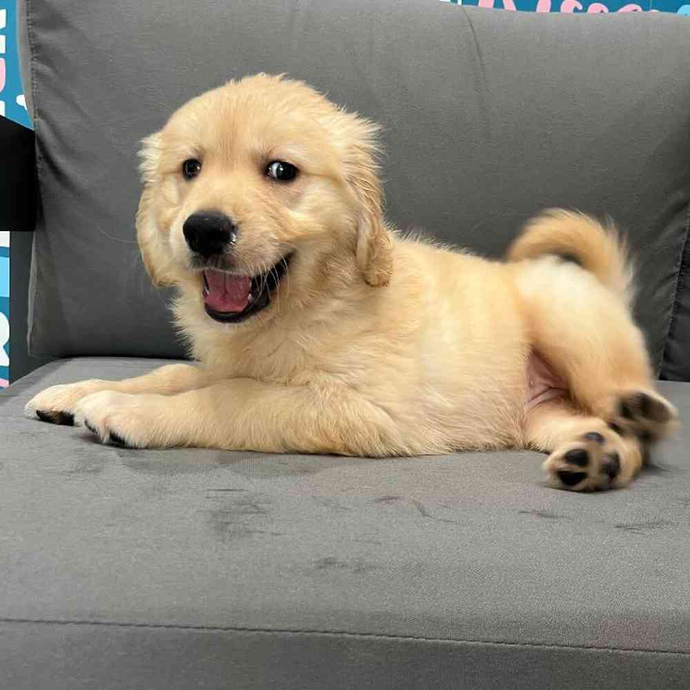 Female Golden Retriever Puppy for Sale in Charlotte, NC