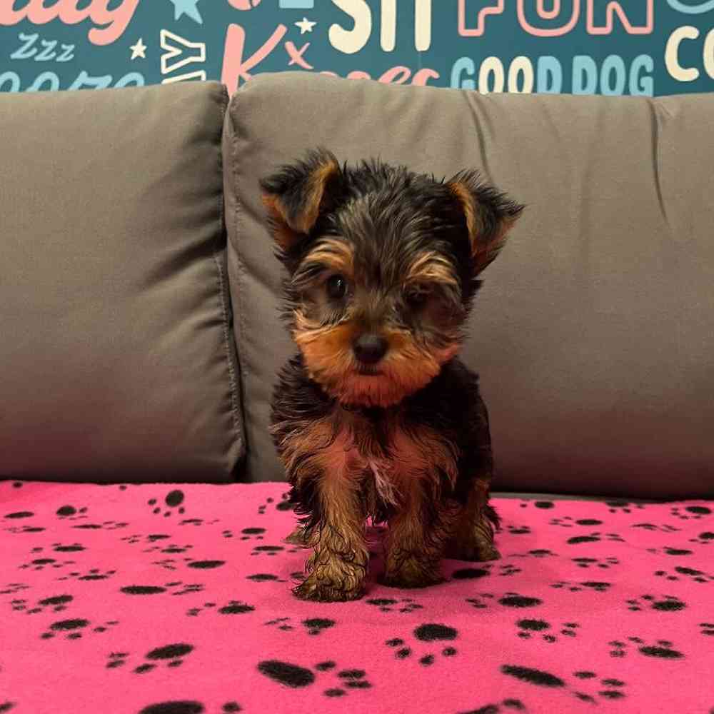 Male Yorkie Puppy for Sale in Charlotte, NC