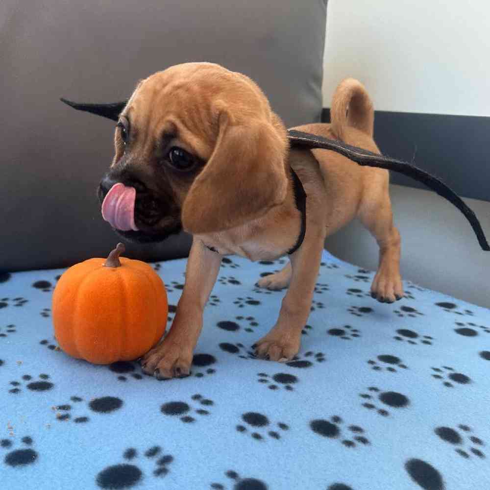 Female Puggle Puppy for Sale in Charlotte, NC