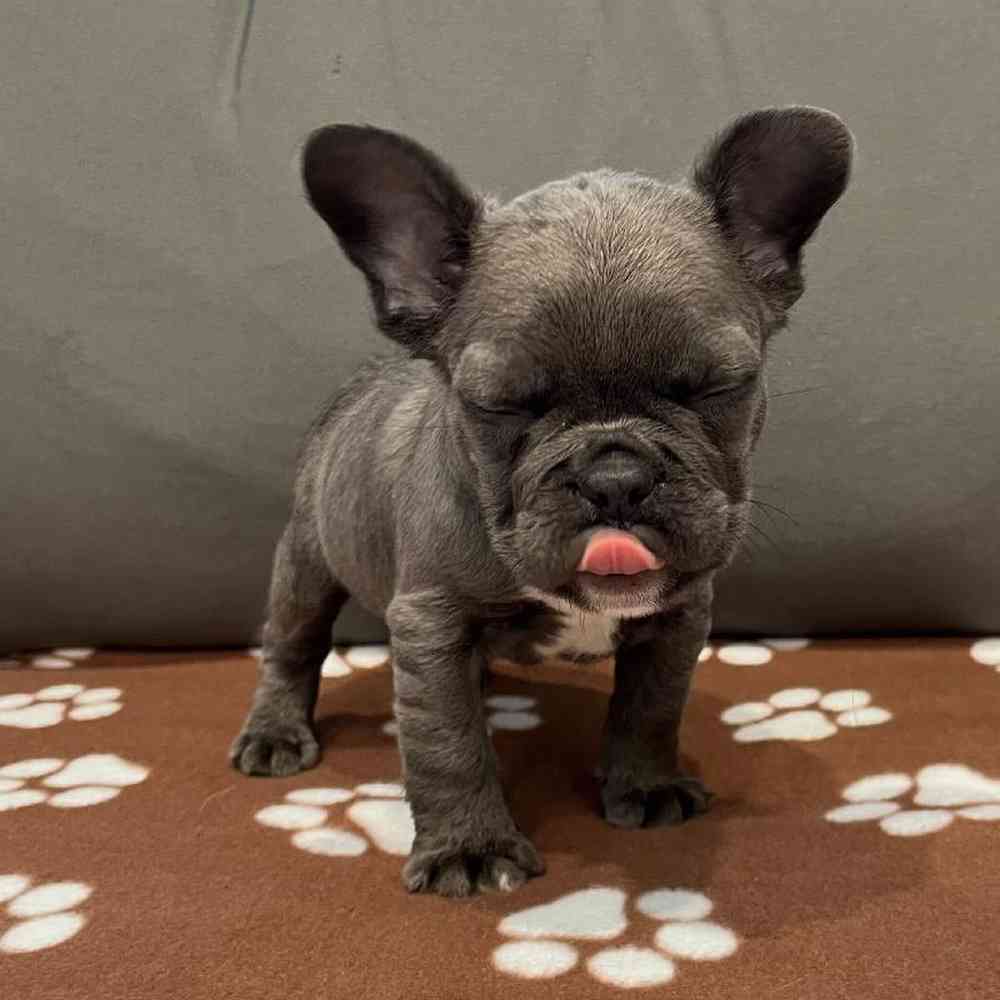 Male French Bulldog Puppy for Sale in Charlotte, NC