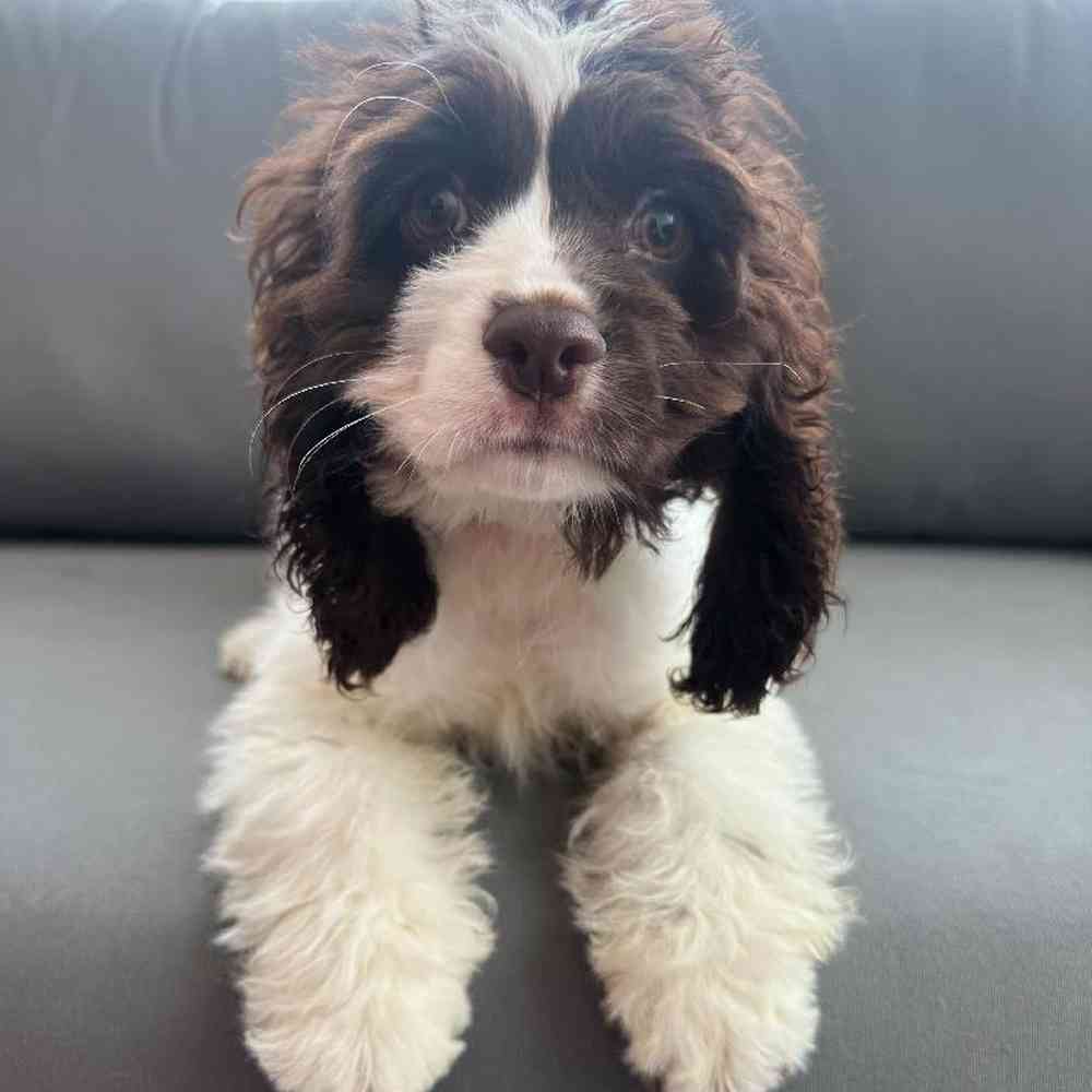 Female Cocker Spaniel Puppy for Sale in Charlotte, NC