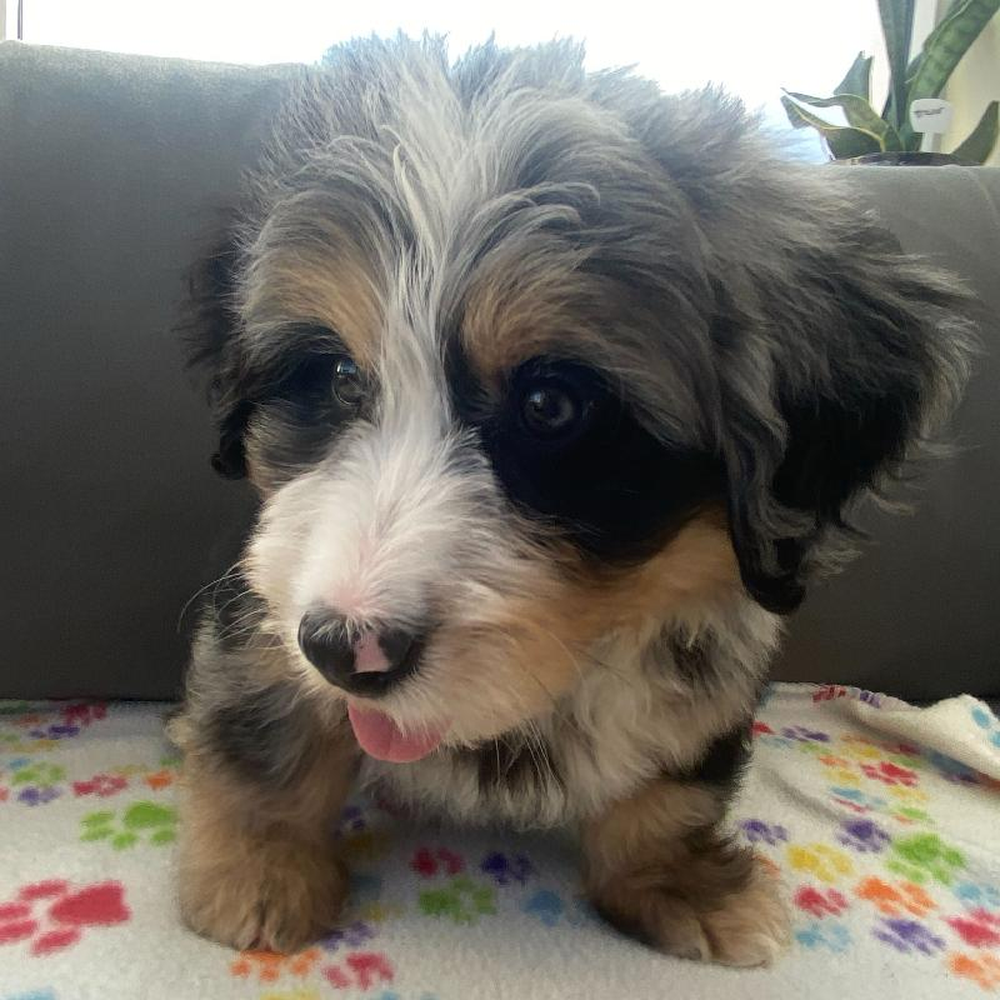 Male Mini Bernedoodle 2nd Gen Puppy for Sale in Charlotte, NC