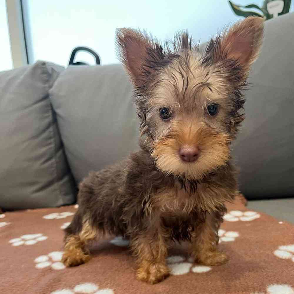 Male Silky Terrier Puppy for Sale in Charlotte, NC