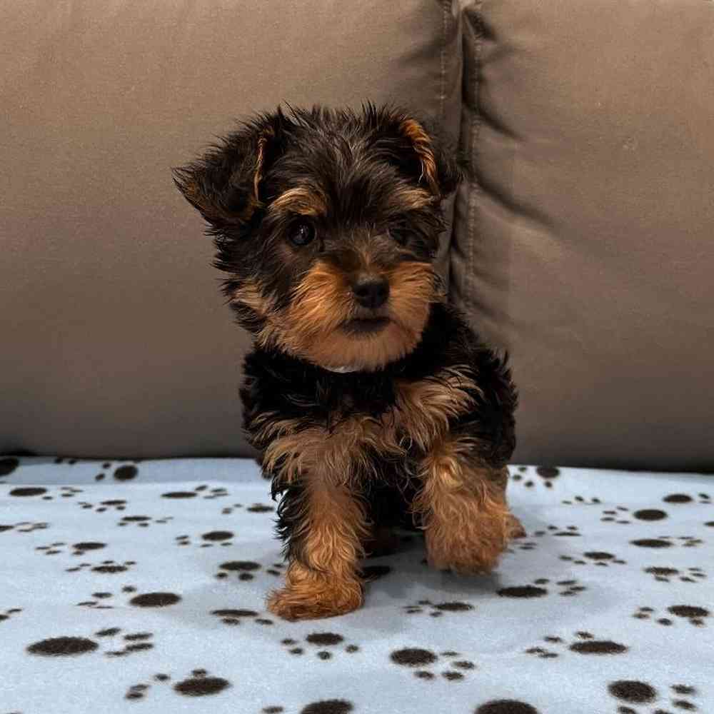 Female Silky Terrier Puppy for Sale in Charlotte, NC