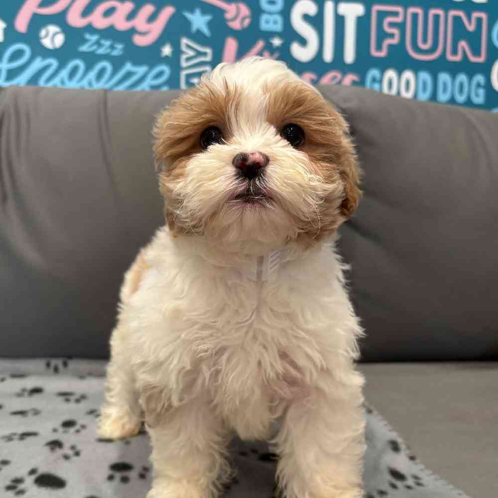 Female Shipoo Puppy for Sale in Charlotte, NC