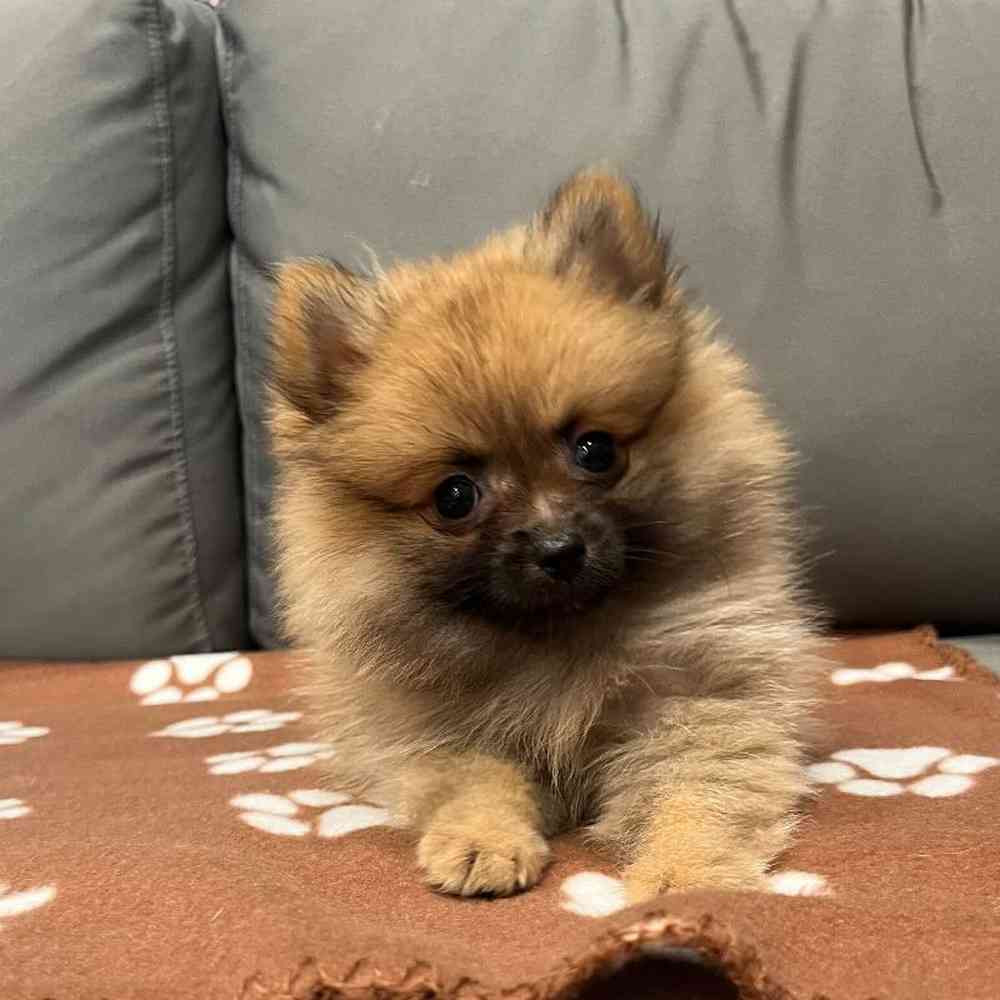 Female Pomeranian Puppy for Sale in Charlotte, NC