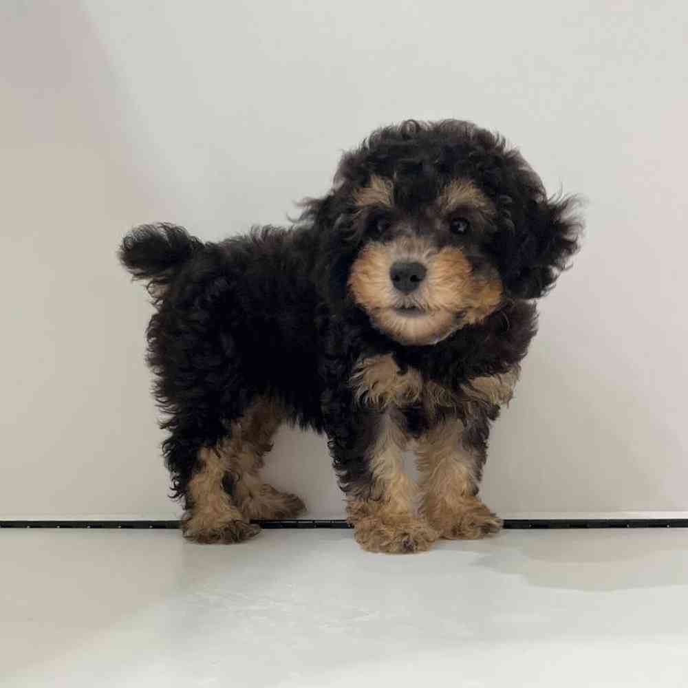 Female Poodle Puppy for Sale in Charlotte, NC