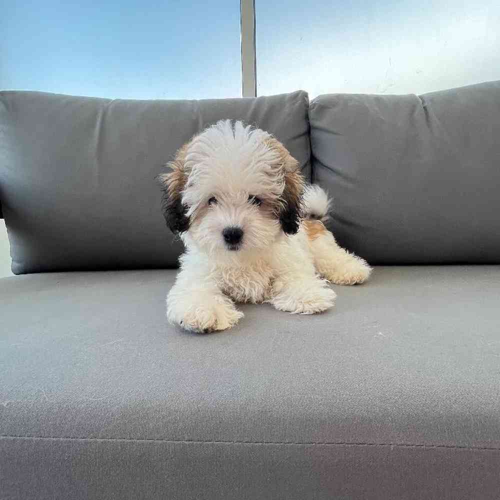 Male Teddy Bear Puppy for Sale in Charlotte, NC