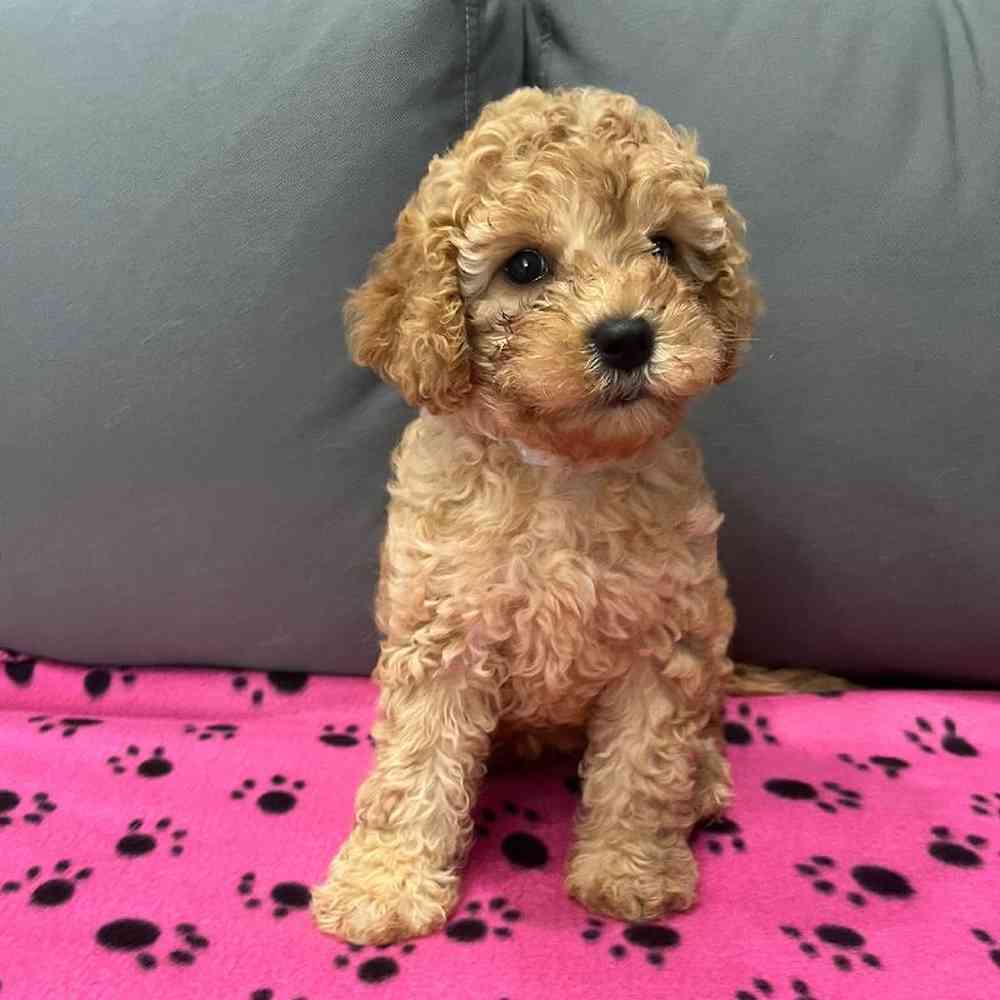 Female Cavapoo Puppy for Sale in Charlotte, NC