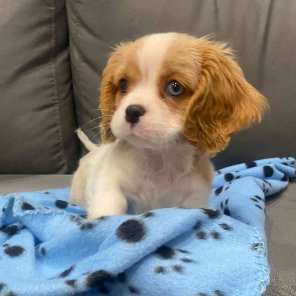 Male Cavalier King Charles Spaniel Puppy for Sale in Charlotte, NC