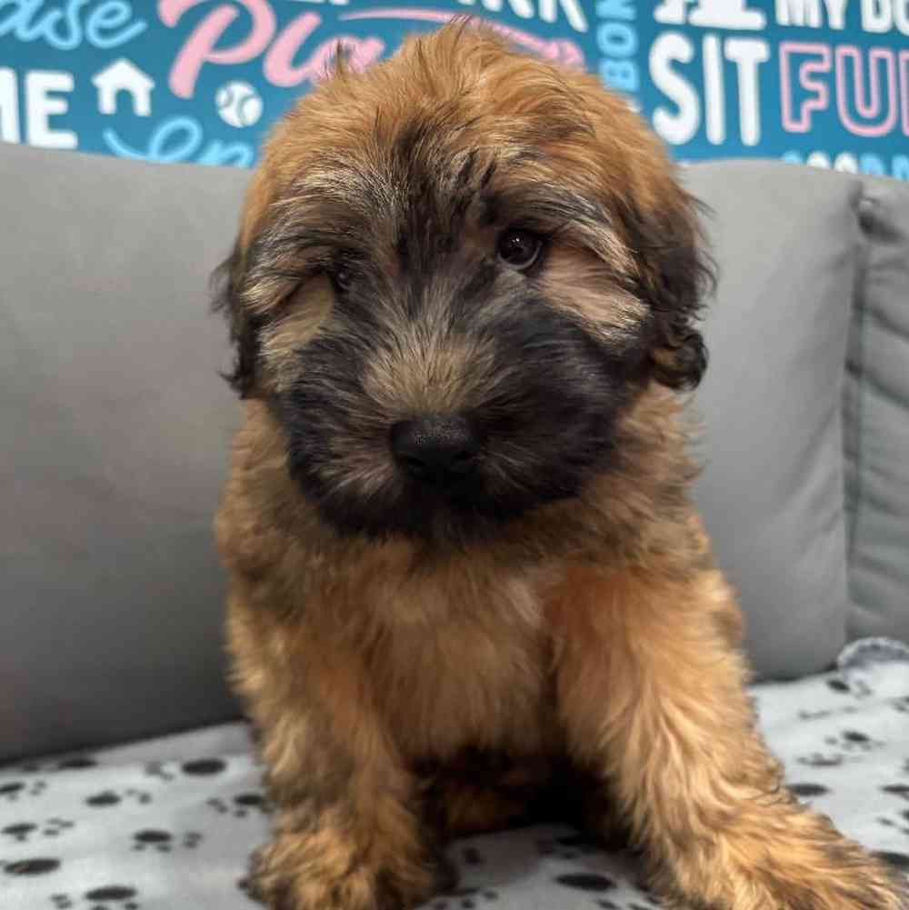 Male Soft Coated Wheaten Terrier Puppy for Sale in Charlotte, NC