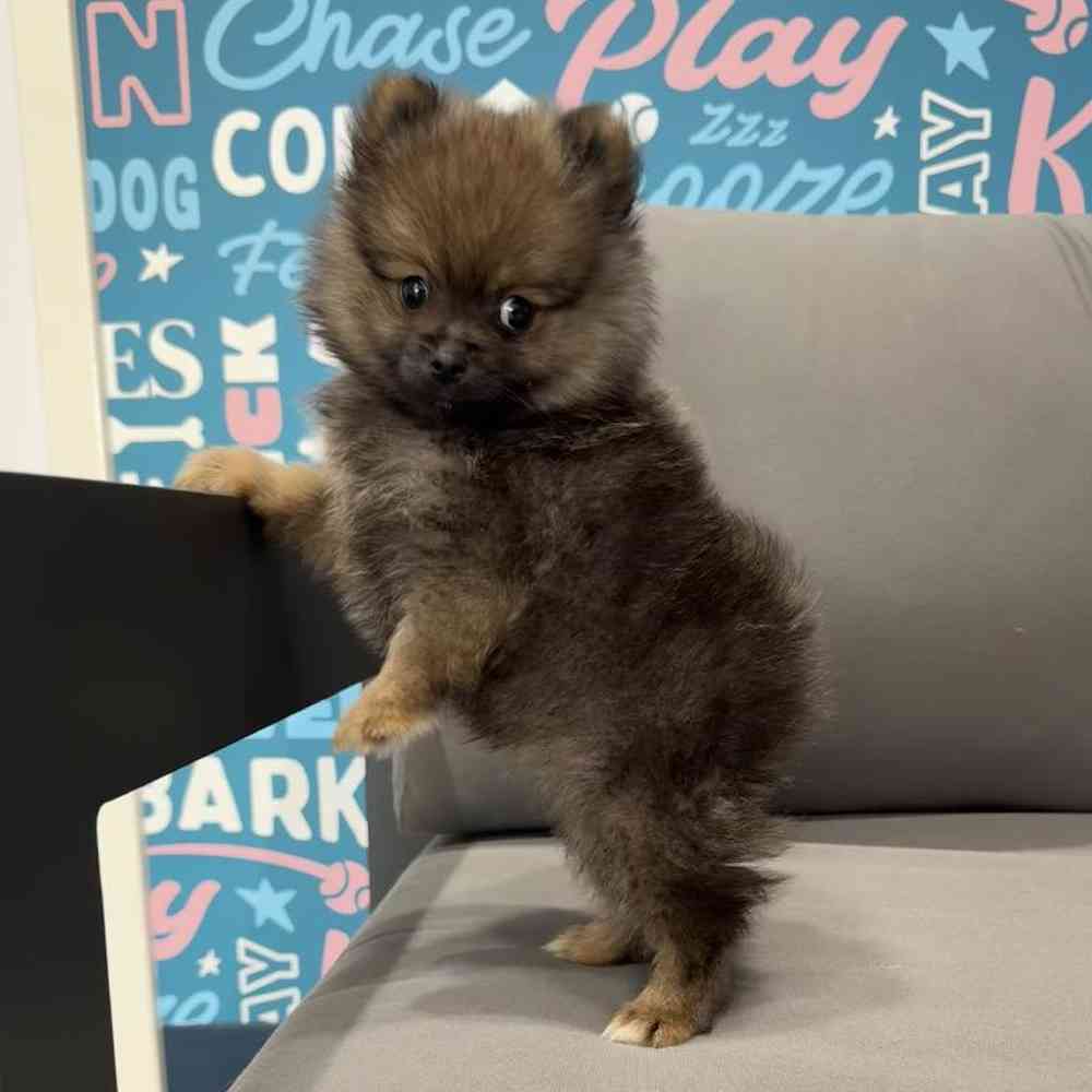 Male Pomeranian Puppy for Sale in Charlotte, NC