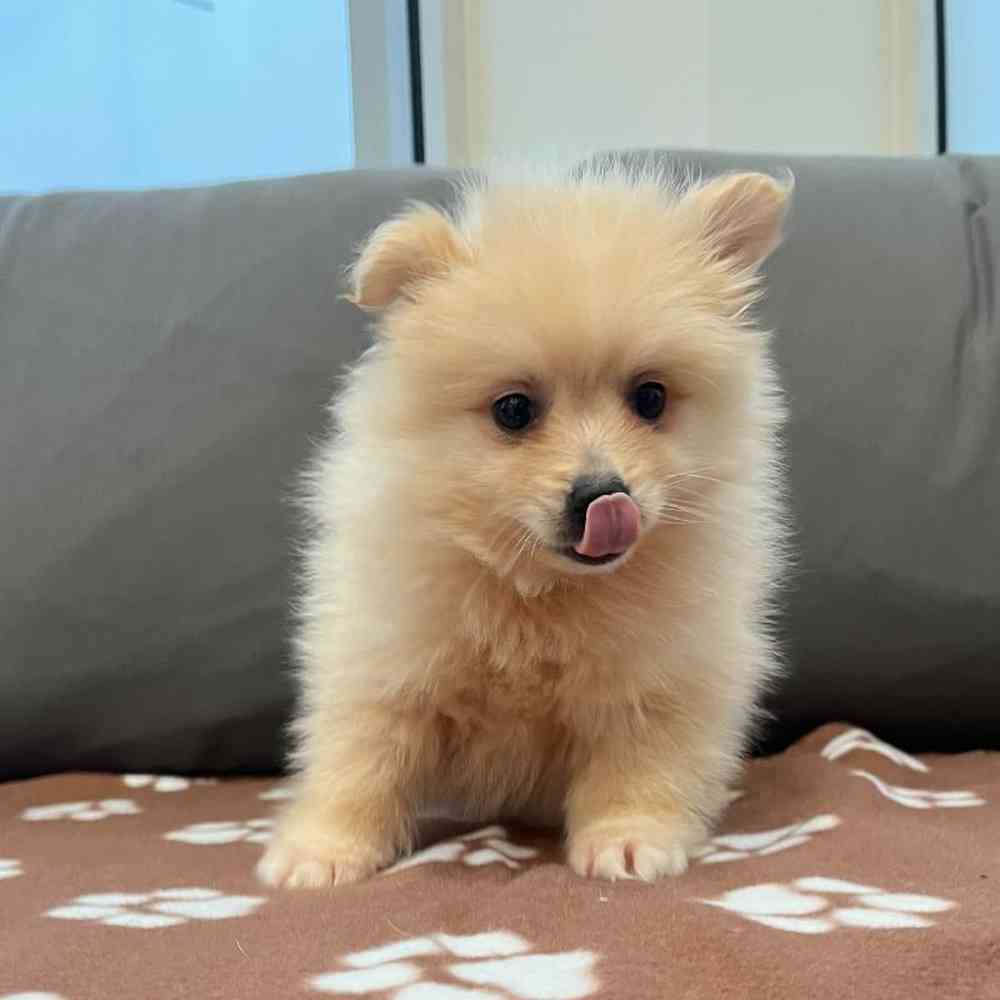 Male Pomsky 2nd Gen Puppy for Sale in Charlotte, NC