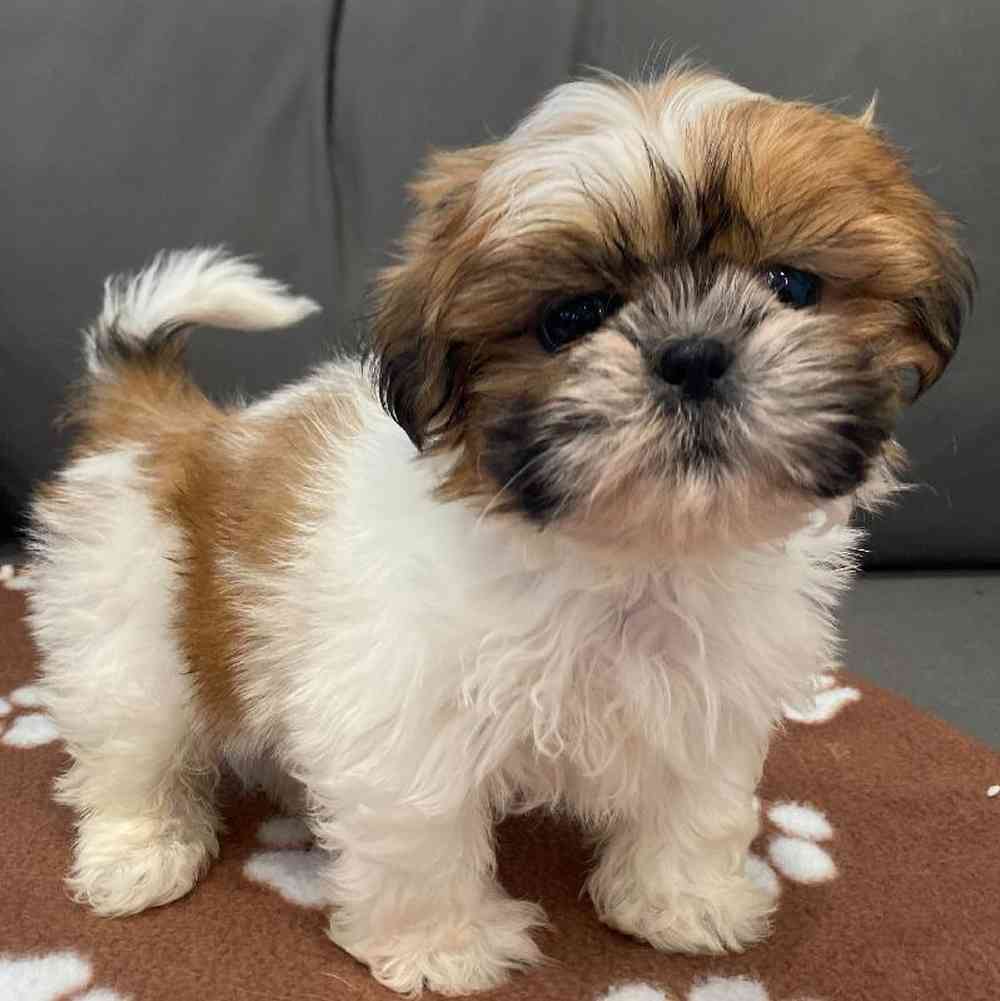 Male Shih Tzu Puppy for Sale in Charlotte, NC