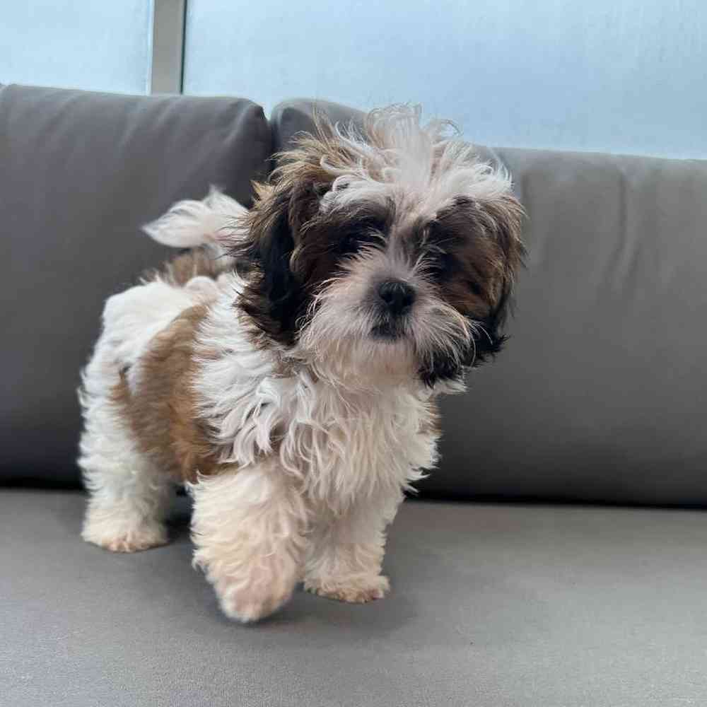 Female Shih Tzu Puppy for Sale in Charlotte, NC