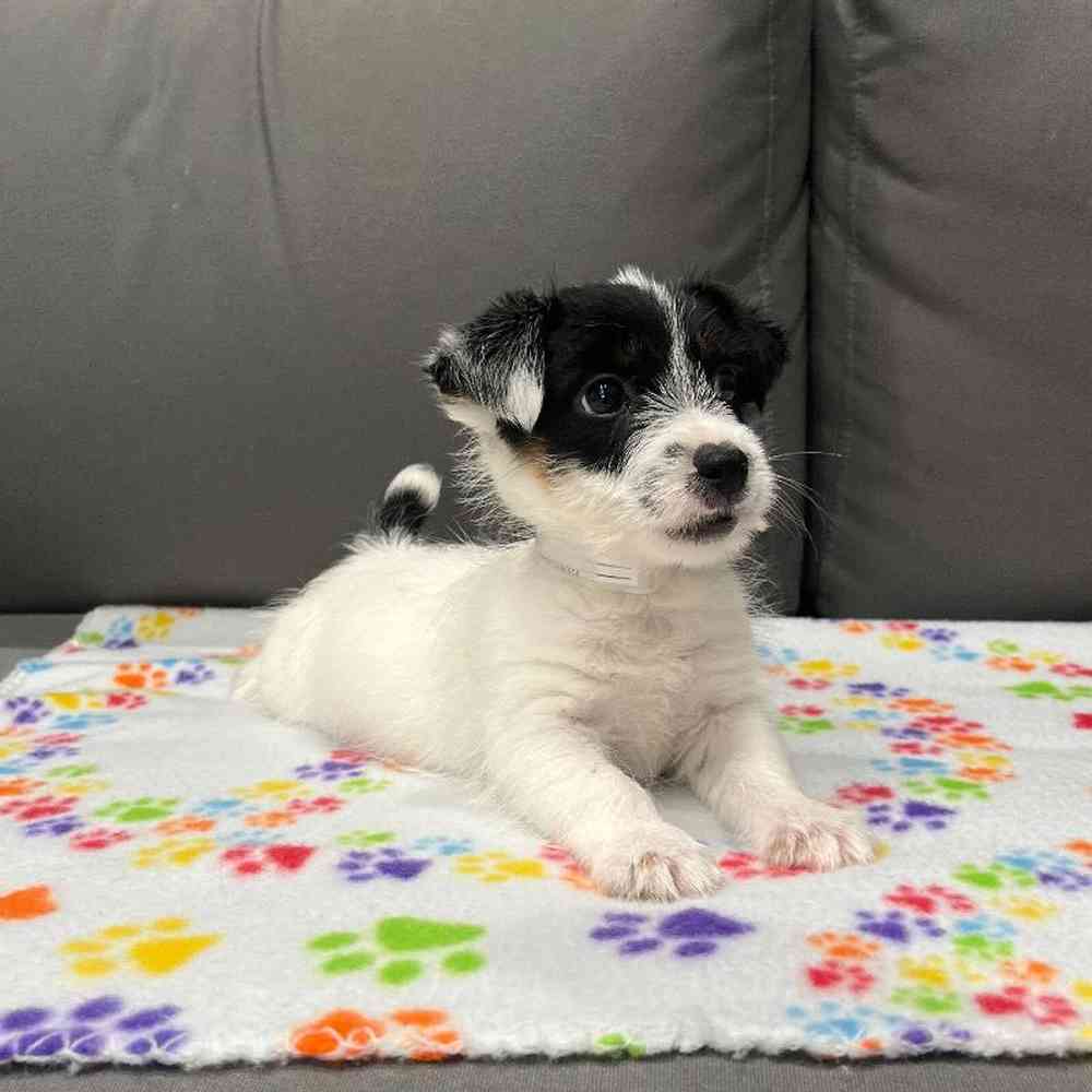 Male Jack Russell Terrier Puppy for Sale in Charlotte, NC