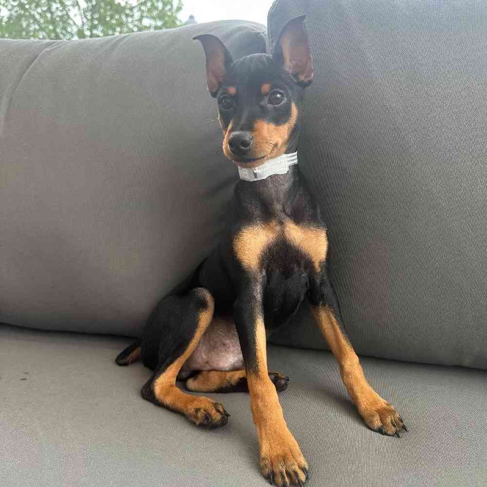 Male Min Pin Puppy for Sale in Charlotte, NC