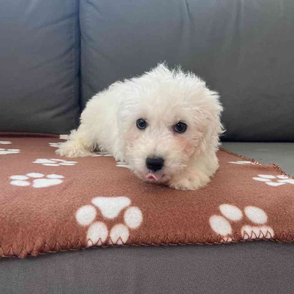 Male Bichon Puppy for Sale in Charlotte, NC