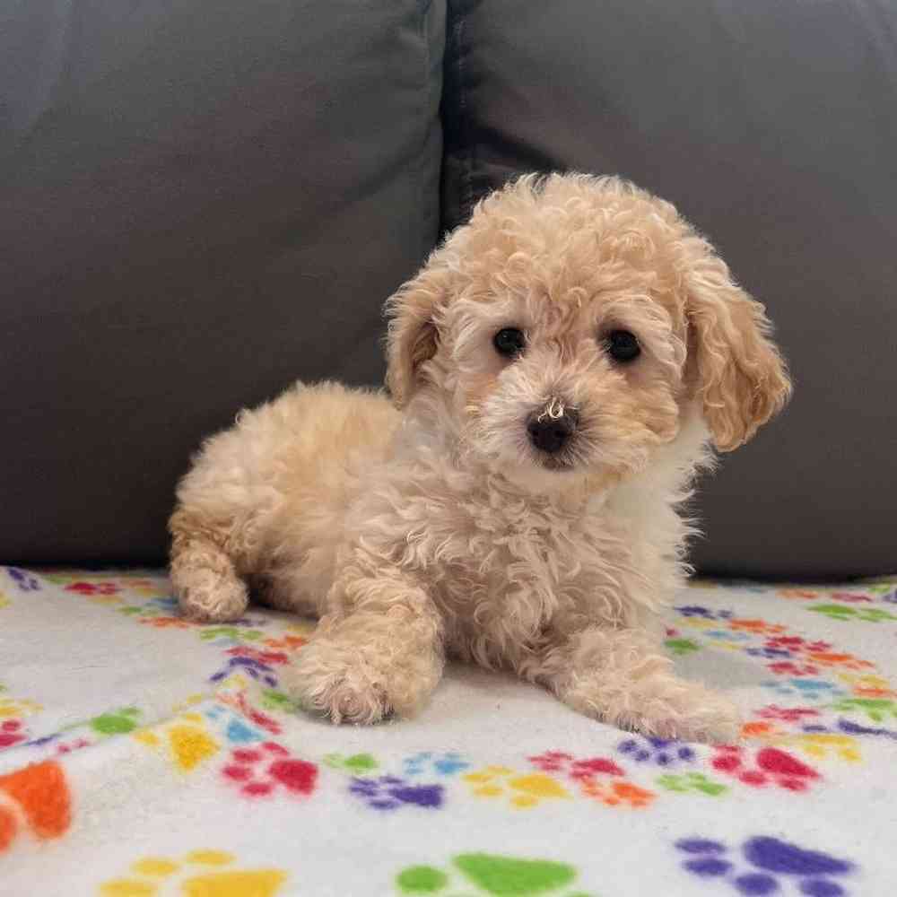 Female Bichapoo Puppy for Sale in Charlotte, NC