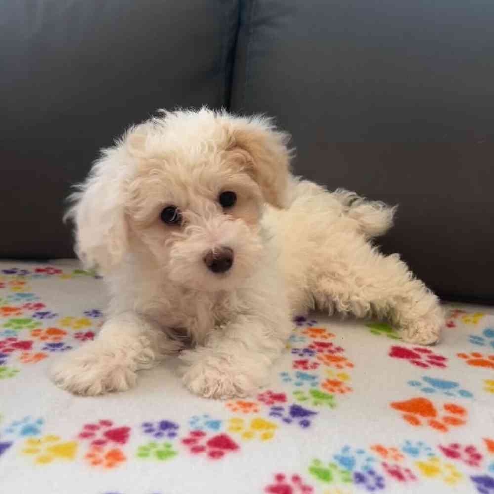 Female Poodle Puppy for Sale in Charlotte, NC