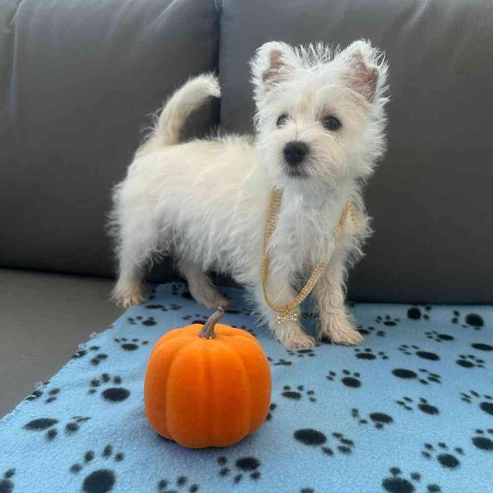 Female West Highland White Terrier Puppy for Sale in Charlotte, NC