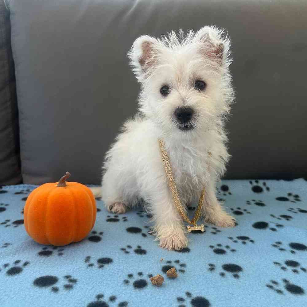 Female West Highland White Terrier Puppy for Sale in Charlotte, NC