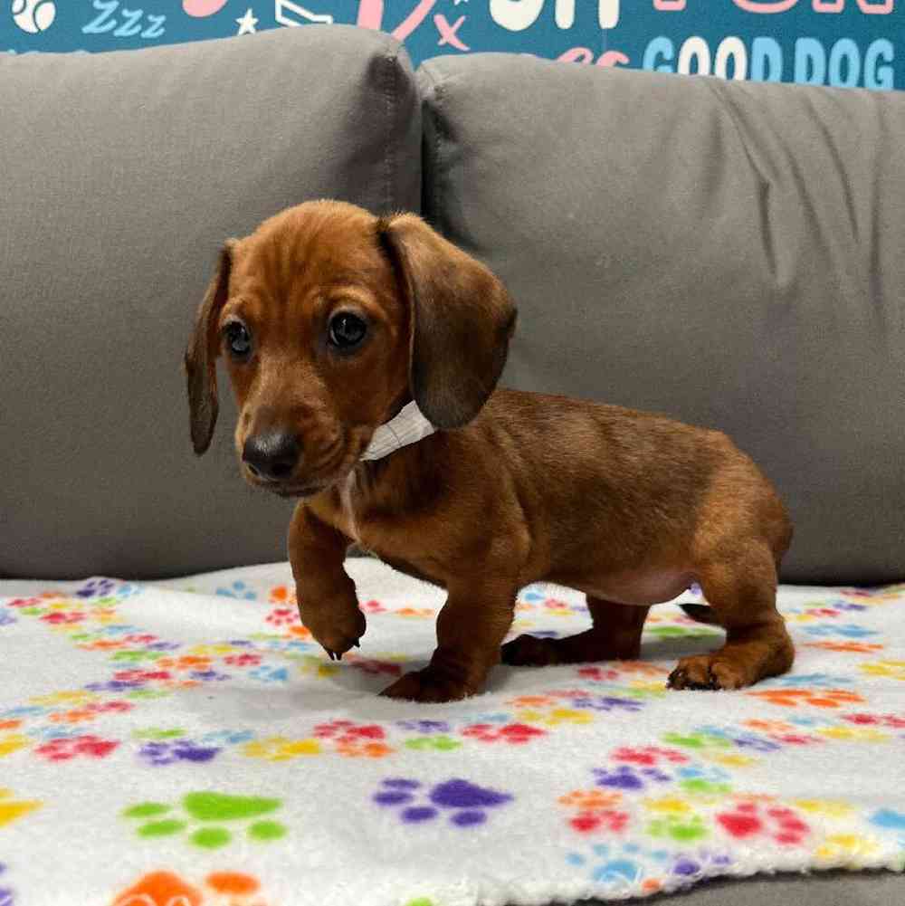 Female Dachshund Puppy for Sale in Charlotte, NC