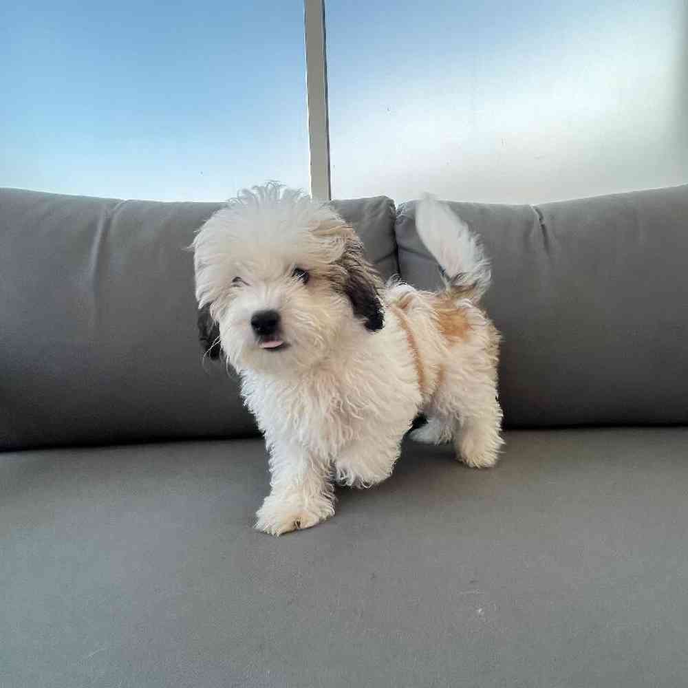 Male Teddy Bear Puppy for Sale in Charlotte, NC