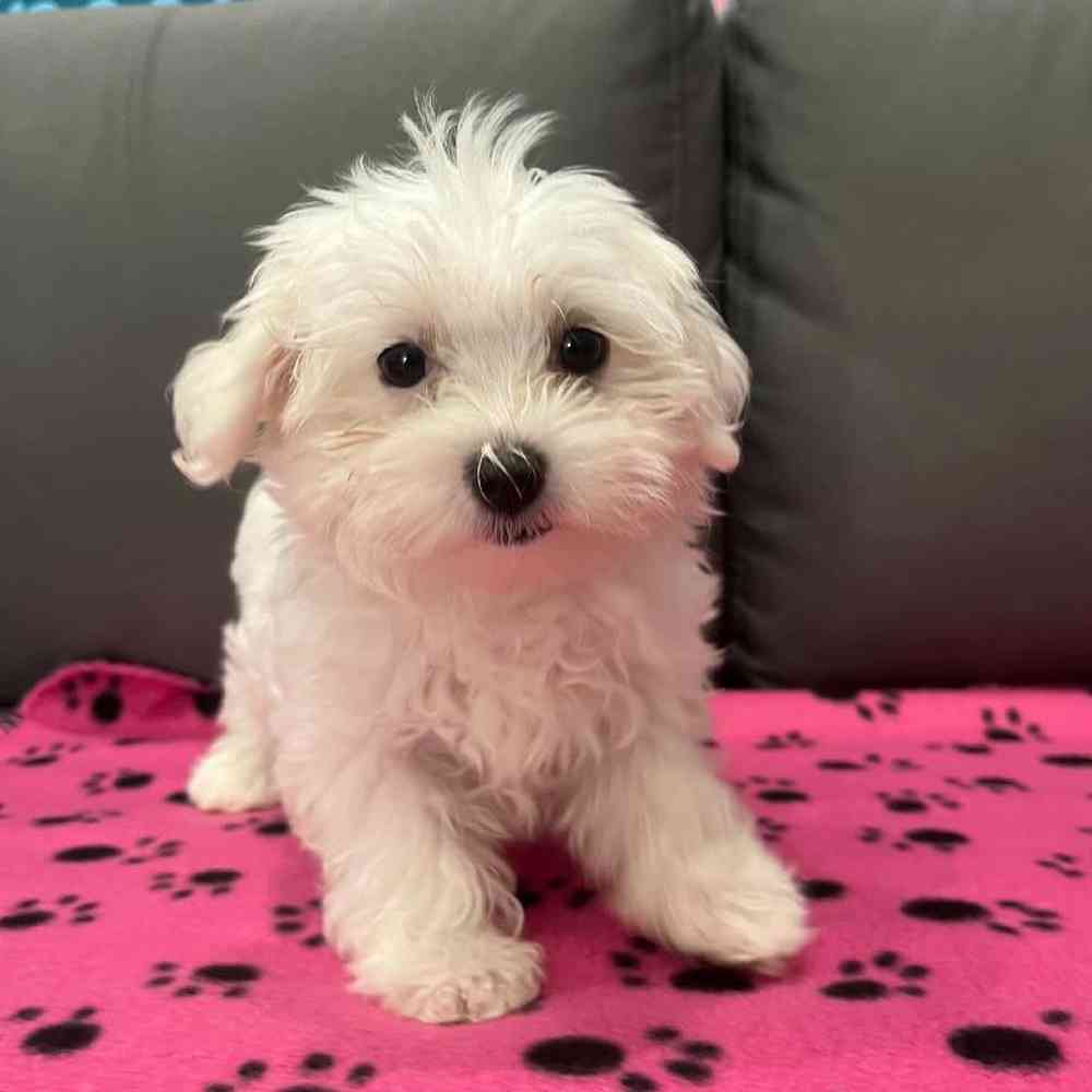 Female Maltese Puppy for Sale in Charlotte, NC