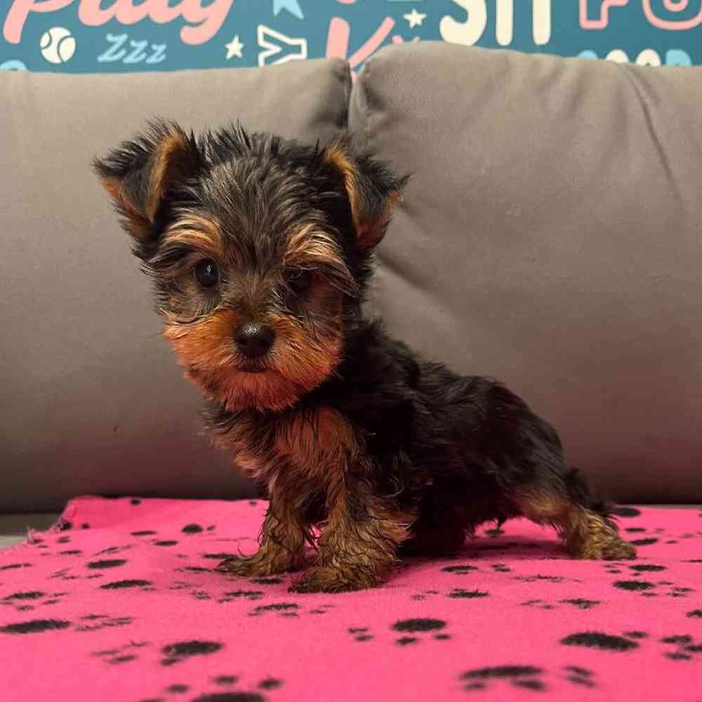 Male Yorkie Puppy for Sale in Charlotte, NC