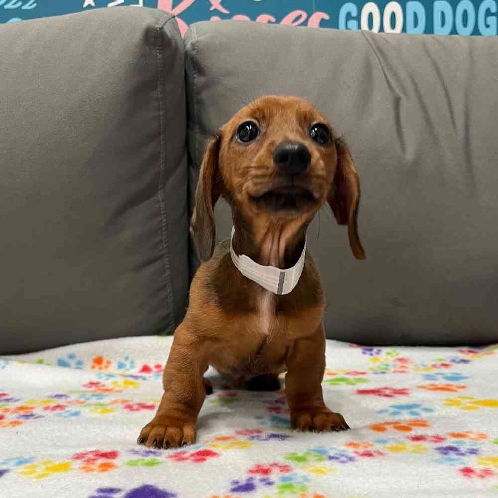 Female Dachshund Puppy for Sale in Charlotte, NC