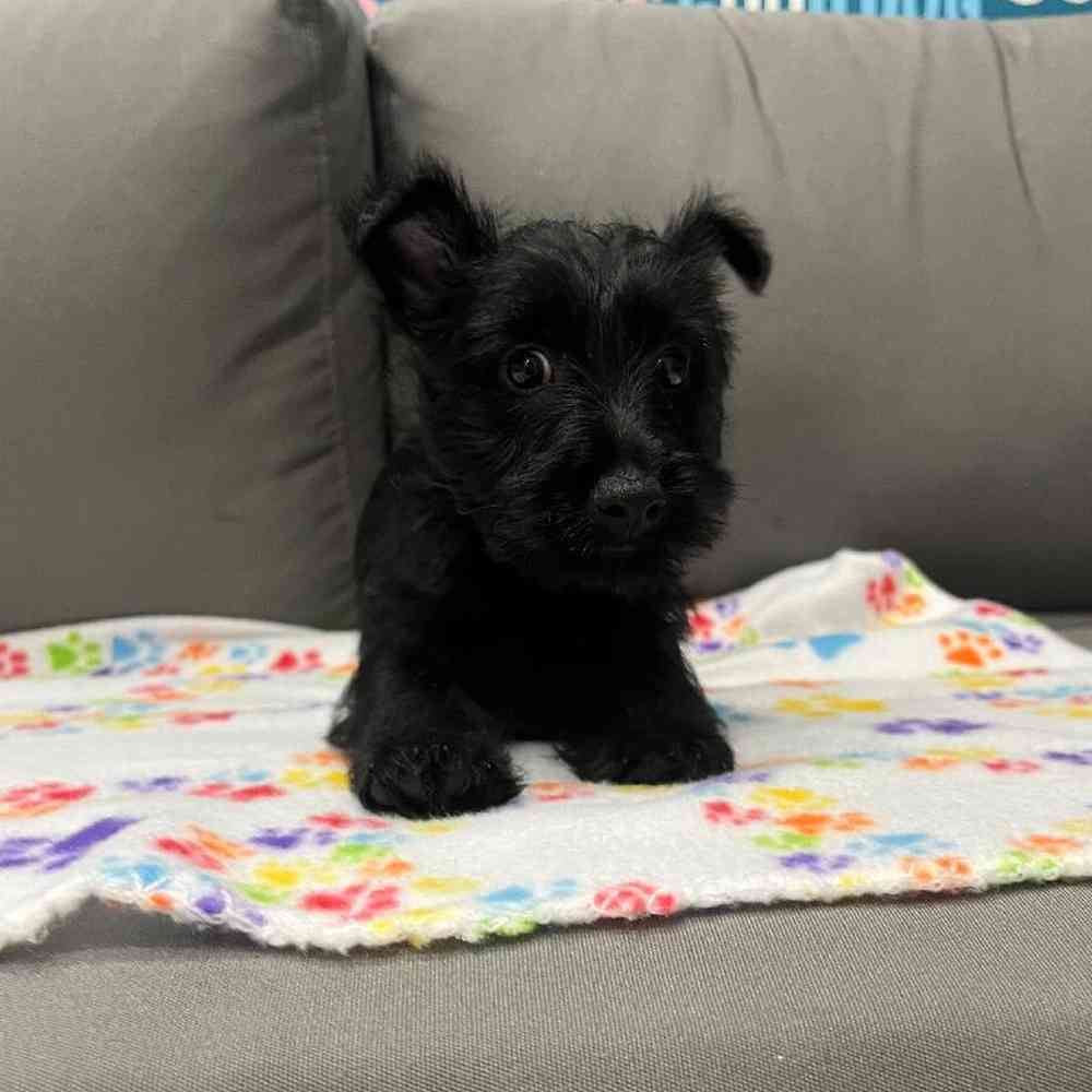 Female Scottish Terrier Puppy for Sale in Charlotte, NC