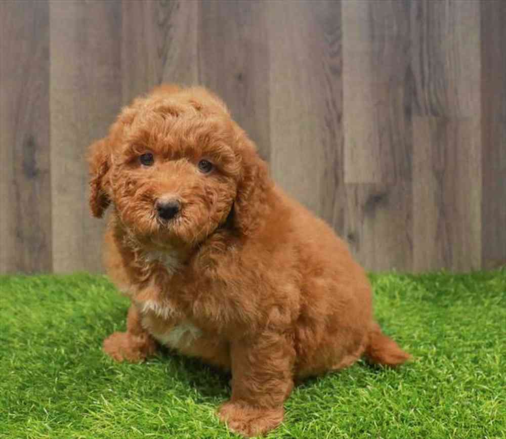 Mini Goldendoodle 2nd Gen image