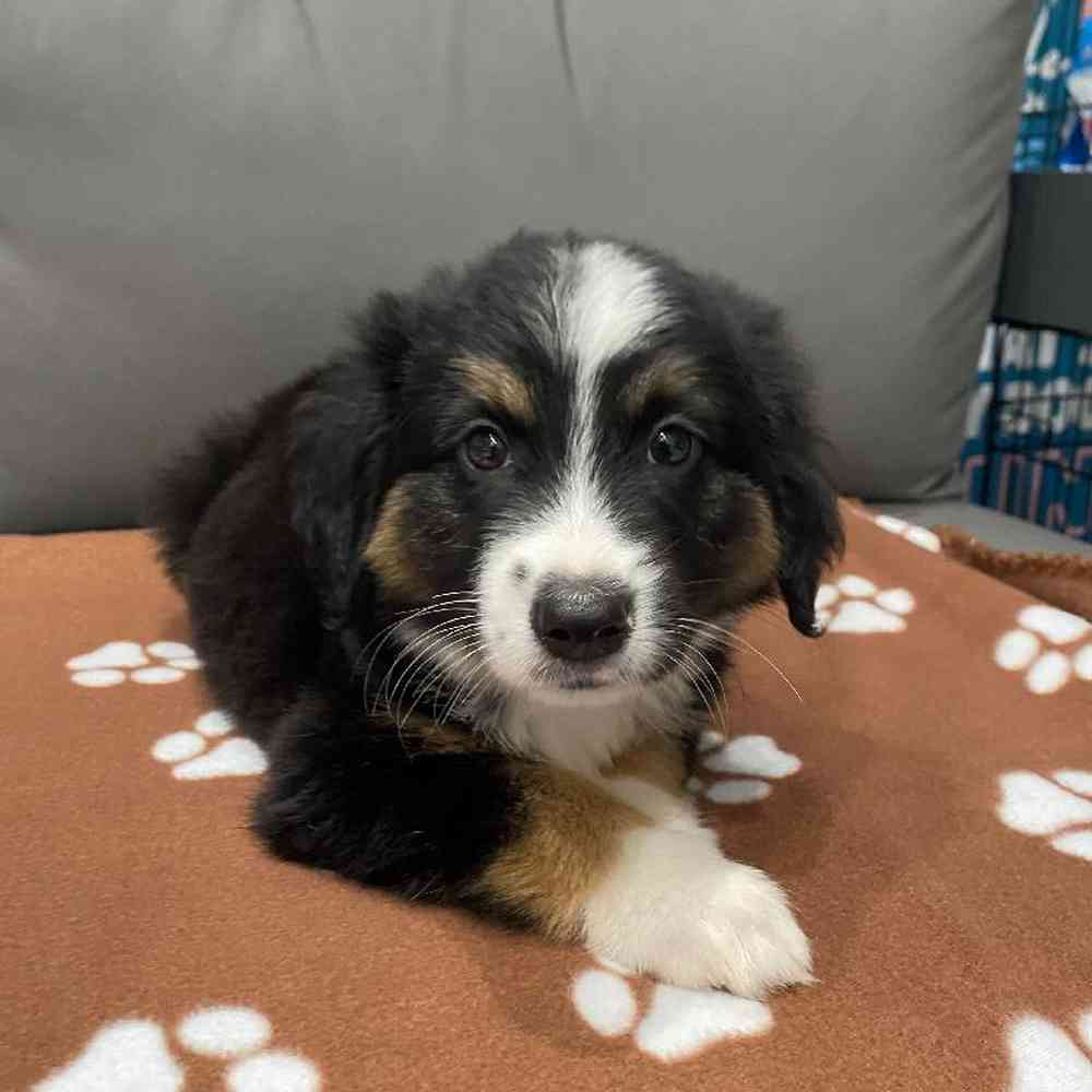 Male Mini Aussie Puppy for Sale in Charlotte, NC