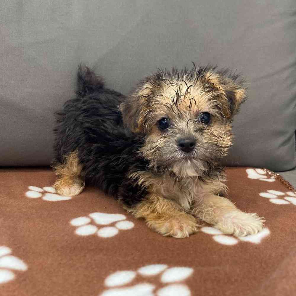 Male Yorkie-Poo Puppy for Sale in Charlotte, NC