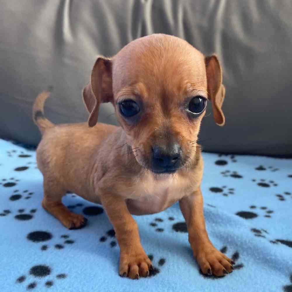 Female Chiweenie Puppy for Sale in Charlotte, NC