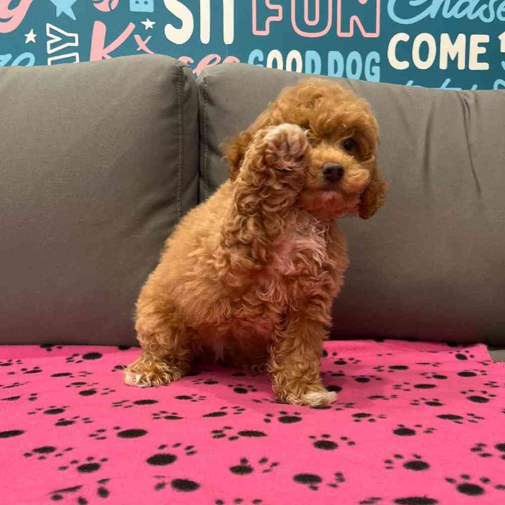 Female Mini Goldendoodle 2nd Gen Puppy for Sale in Charlotte, NC