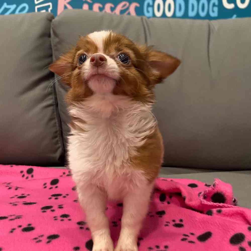 Male Chihuahua Puppy for Sale in Charlotte, NC