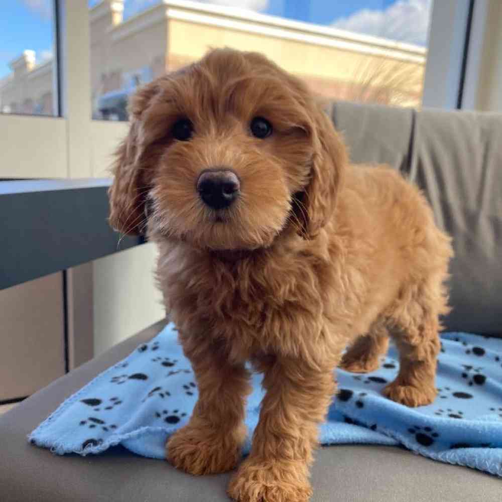 Female Mini Goldendoodle 2nd Gen Puppy for Sale in Charlotte, NC