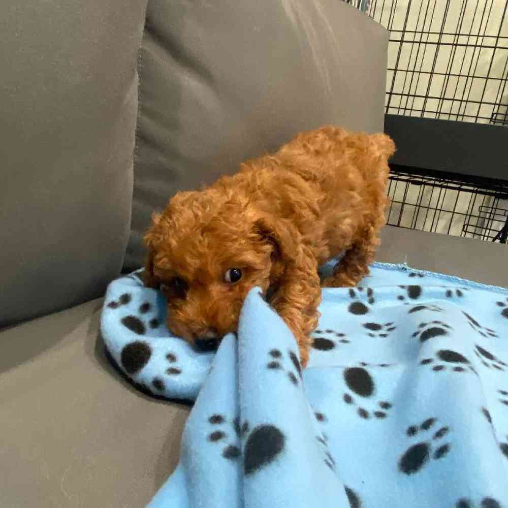 Male Maltipoo Puppy for Sale in Charlotte, NC