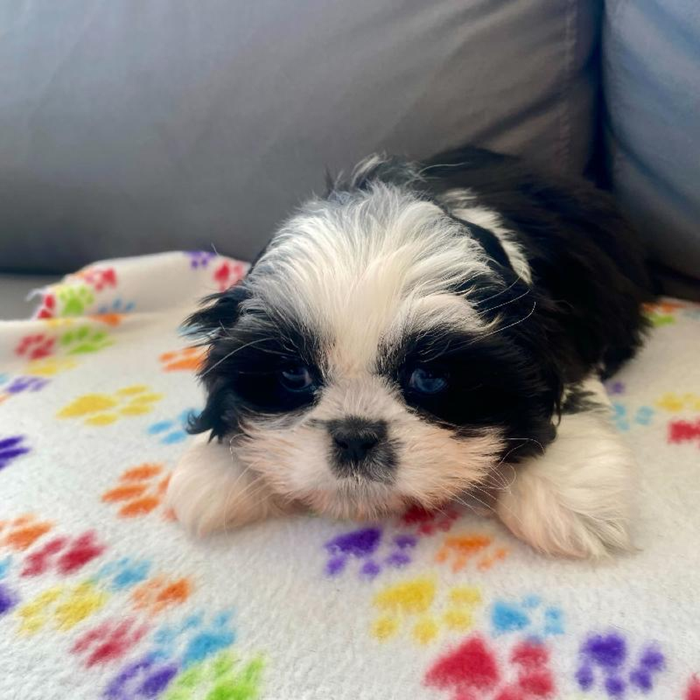 Female Shih Tzu Puppy for Sale in Charlotte, NC