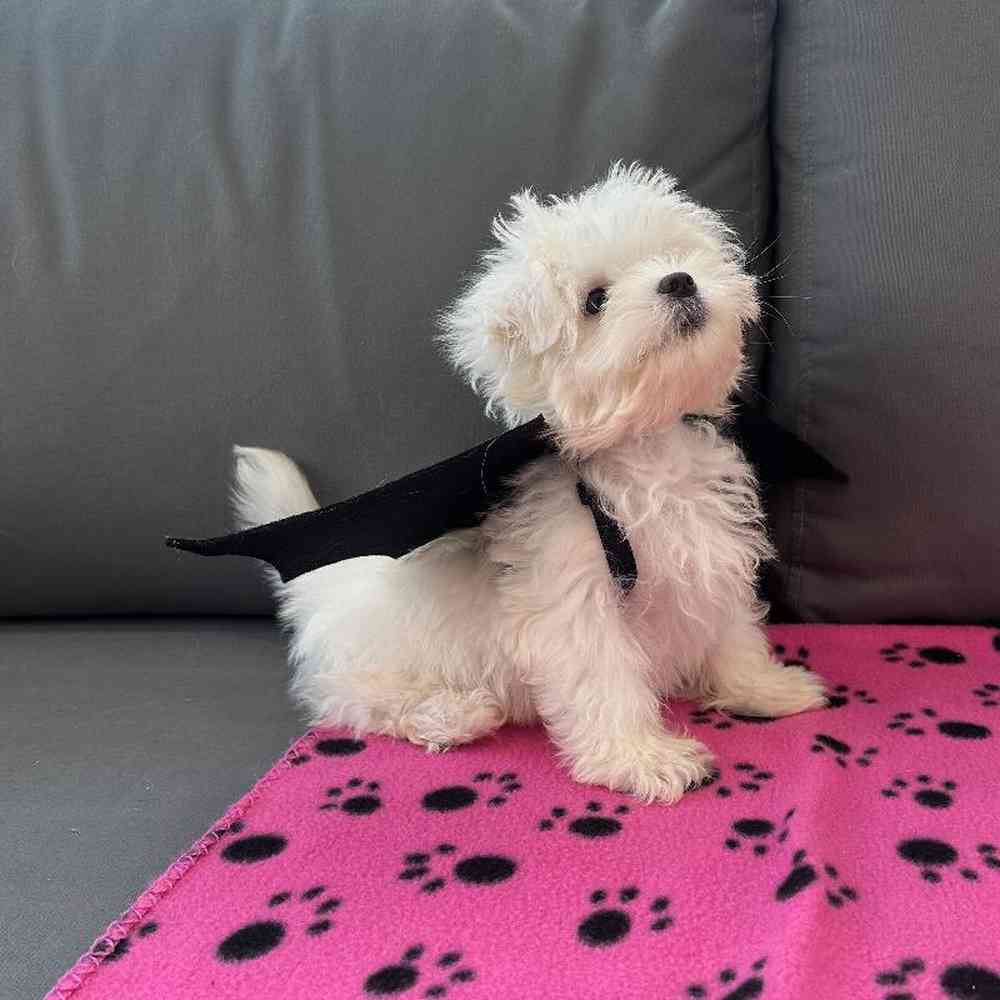 Male Maltese Puppy for Sale in Charlotte, NC