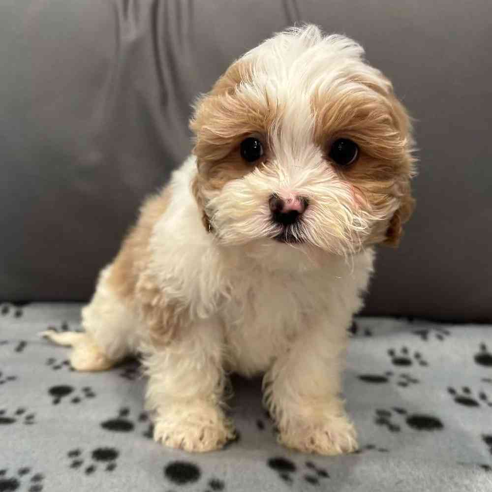 Female Shipoo Puppy for Sale in Charlotte, NC