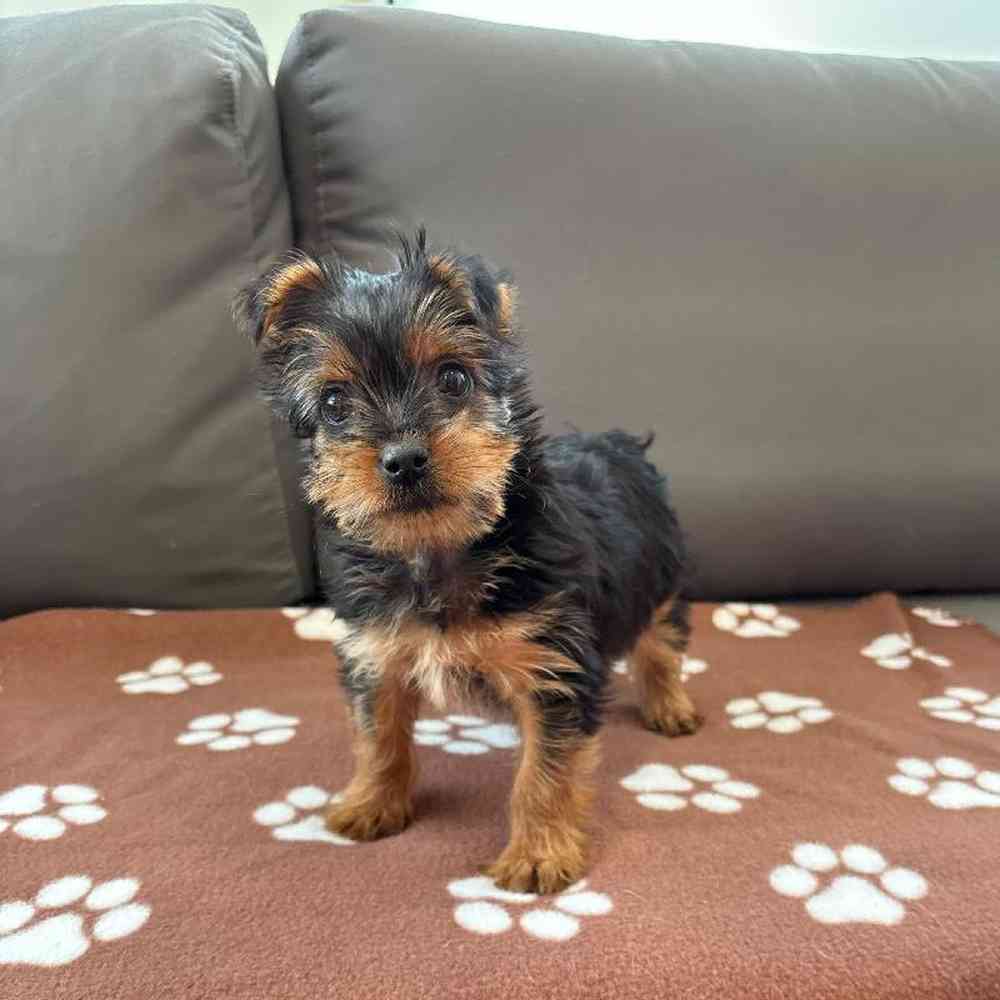 Female Yorkie Puppy for Sale in Charlotte, NC