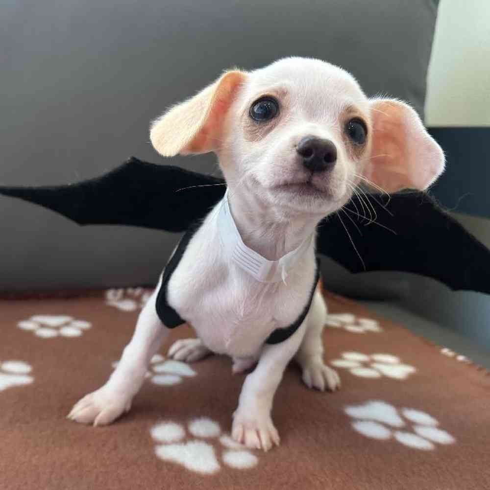 Male Chihuahua Puppy for Sale in Charlotte, NC