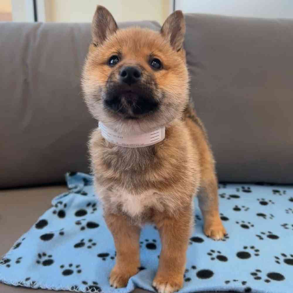 Male Shiba Inu Puppy for Sale in Charlotte, NC