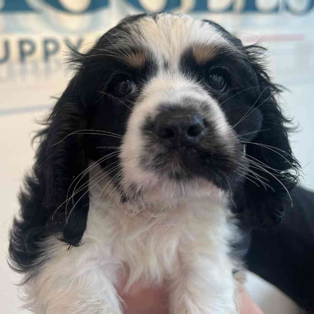 Male Cocker Spaniel Puppy for Sale in Charlotte, NC