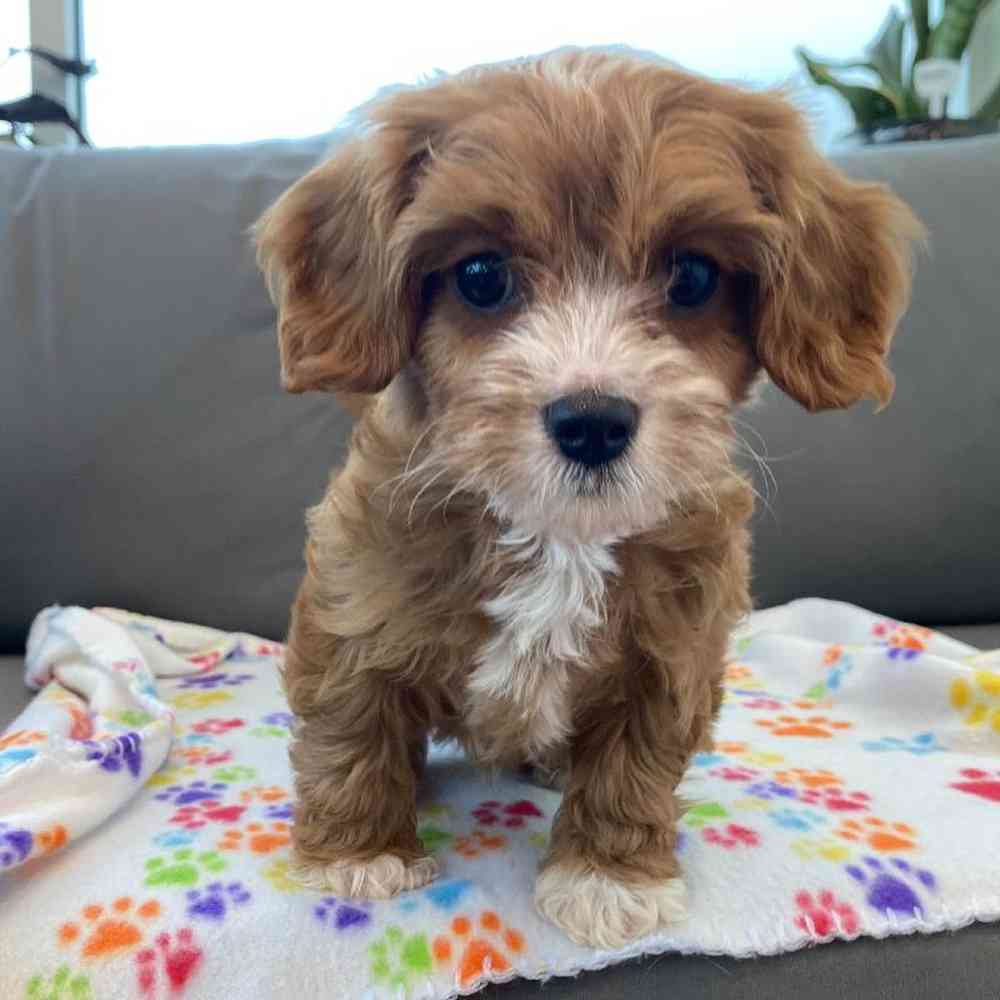 Male Cavapoo Puppy for Sale in Charlotte, NC