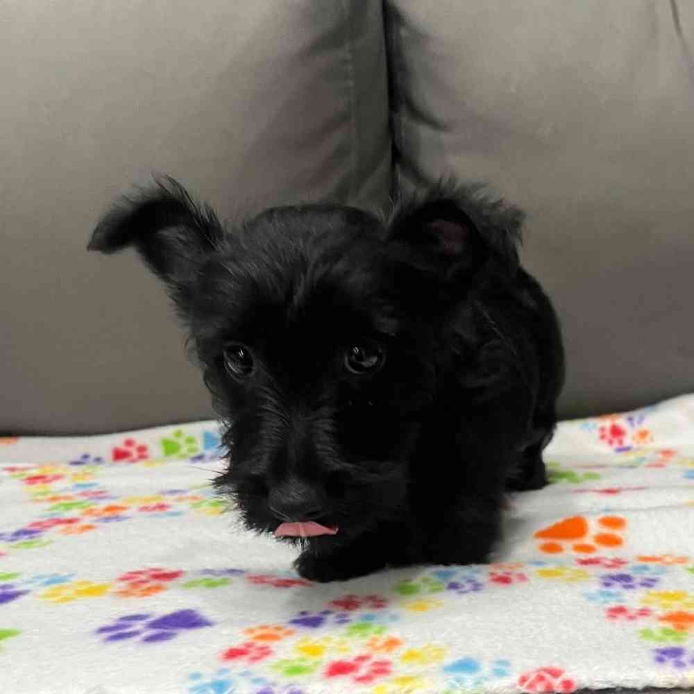 Female Scottish Terrier Puppy for Sale in Charlotte, NC