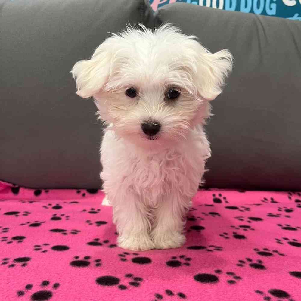 Female Maltese Puppy for Sale in Charlotte, NC